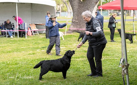 SJVLRC 2025_Goldie 2