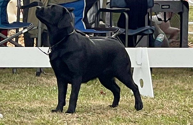 Mr Rainier Specialty 20225 _Spinner 2