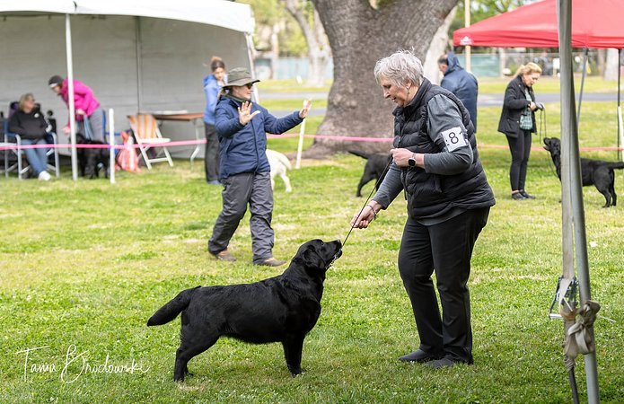 SJVLRC 2025_Goldie 2